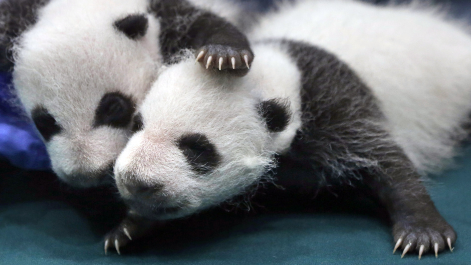 One-month-old panda cubs receive a check-up at the Chimelong Safari Park in Guangzhou in south China's Guangdong province (AP)
