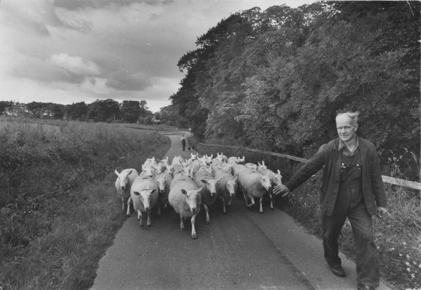 1974: Time for a change of pasture as Bill Smith shepherds his valuable flock of half-bred ewes along the Tillygreig Road to Kinghorn Farm, on Straloch Estate, near Newmachar, Aberdeenshire.