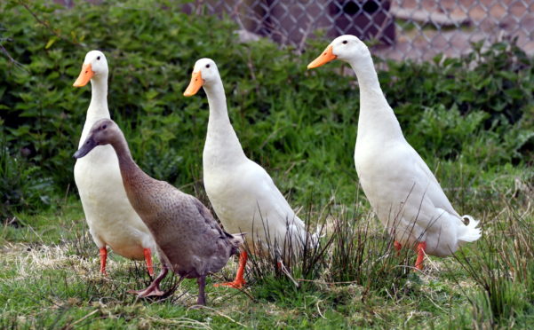 Dozens of ducks died in the incident at Mayne Farm in Elgin.