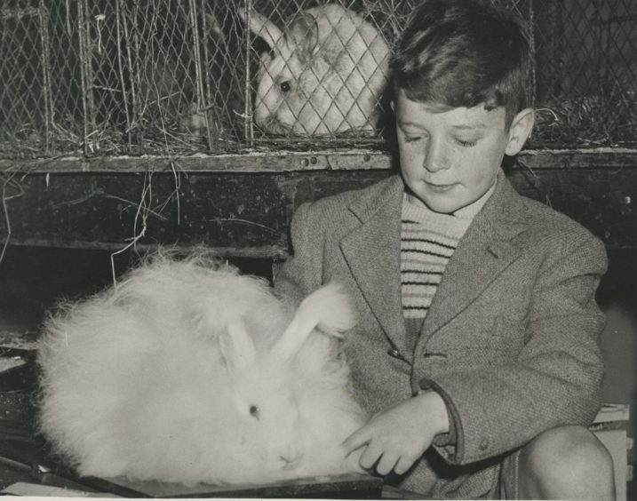 1961 - Brian Stables, Fife-Keith, with his prize-winning angora rabbit at the Aberdeen Fur and Feather Show held in the Music Hall.