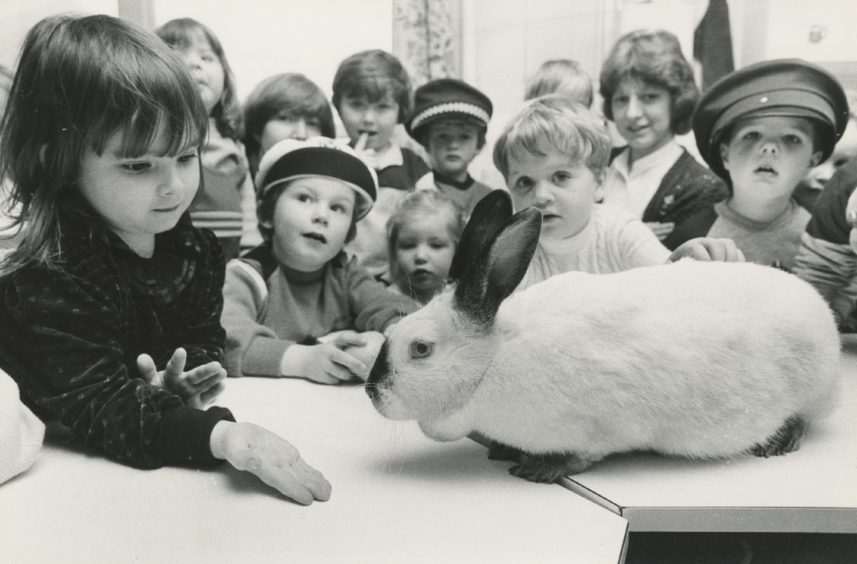 1984 - Seaton Pre-School Day Centre "Photographer Alan Peebles had a hard time coaxing Thumper the rabbit to have her photograph taken. Because like most sought after women, Thumper knew the ropes. No payment, no photos and she went into hiding at the back of her cage. But kind words, a little carrot and a crowd of admirers soon brought the stubborn rabbit out to be photographed with her fans at Seaton pre-school day centre. Thumper is the centre's pet, totally spoiled by the youngsters who take care of her. She wanders around the centre nibbling at table legs and jig saws and she is only stopped when she hops up on to the windows to have a chew at the pot plants.