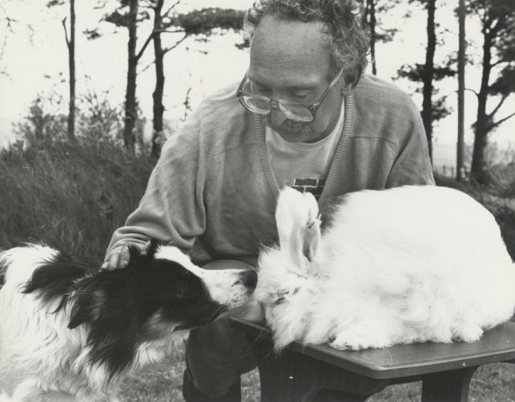 1989 - Peter Macey (pictured) "Peter Macey looks on as his collie Candy meets one of his rabbits at his angora rabbit ranch at Smithy Croft, Cairnie."