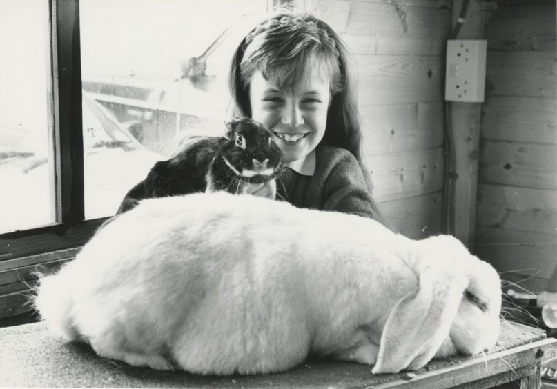 1990 - Nikki Bragg (pictured) Eleven year old Nikki Bragg holds Tarka, a Netherland Dwarf rabbit, while Puffball - a monster French Lop - dozes after his dinner.