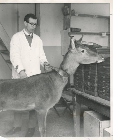 1968: Mr Edwin Goodall with Amina, one of the Rowett Institute's red deer hinds. Comparisons are being made of digestion and metabolism in red deer and sheep.