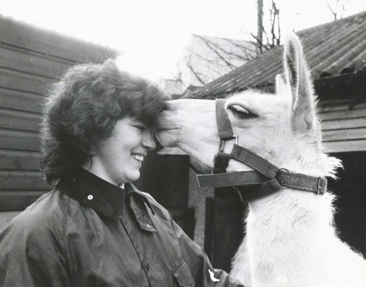 1987: The search for alternative forms of fibre production knows no bounds - as scientists at the Rowett Research Institute, Aberdeen, are trying to prove. Experiements are beginning to assess the fibre of cameloids in the UK, centering on the South American llama. The first research project of this type in the UK is being headed by Dr Clare Adam, who is in charge of the red deer section at the Rowett, in conjunction with scientists from the Macaulay Land Use Research Institute in Aberdeen.
