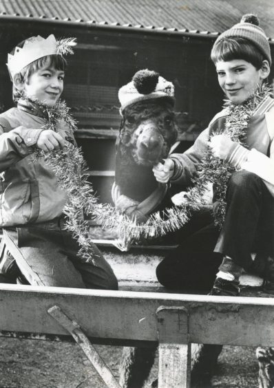 1988: Wrapping up warm for Christmas was not strictly necessary for this unseasonally warm Yuletide but one must enter the spirit of things and dress the part...Poodle, one of the llamas at the Rowett Institute, Aberdeen, gets a tinsel wrap from Colin (left) and Gordon Thomson, sons of the stockman at the Rowett, who visited him to wish him all the compliments of the season.
