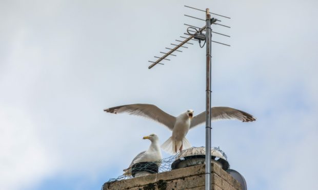 Gulls taking over the rooftops.