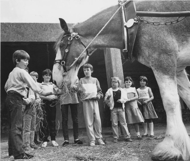 1986 - Jim the Clydesdale enjoys his day out at the Seaton Community Festival at the weekend as these children take their turn feeding him