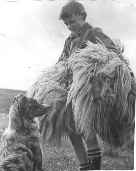 1949: Peter Cafferty gives a hand with the camping of the fleece after shearing on the farm of Easter Fodderletter.