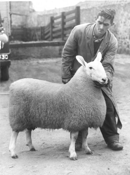 1958: The champion Border Leicester ram lamb entered by Messrs Thompson and Muir (Kinpurney) at the Aberdeen ram sale.
