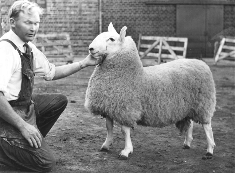 1966: Sandy Lee, jun., Fordafourie, Fraserburgh, holding the Border Leicester champion ram lamb at the Aberdeen Show, held at the Central Mart yesterday.