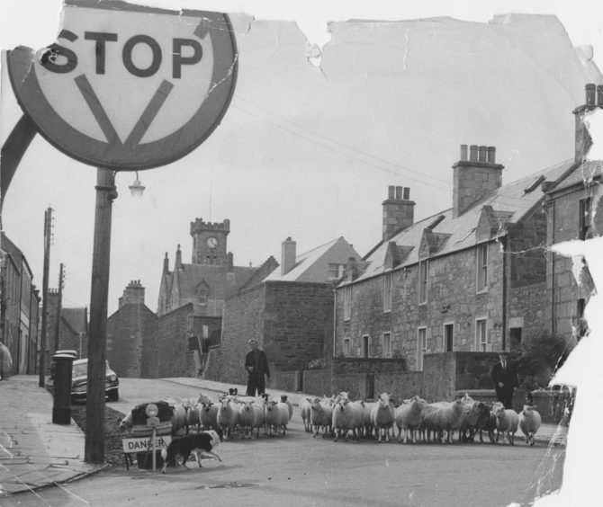 1969: Now then, mind your crossing drill.  The collie helps to steer Shetland lambs through Lerwick traffic hazards on their way to the harbour for shipment to Aberdeen.