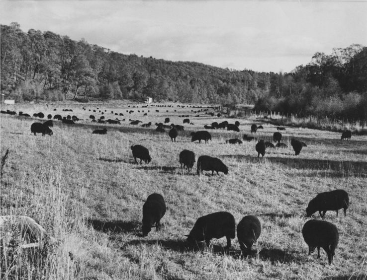 1972: Ba-ba a beautiful flock of black sheep belonging to Lady Muriel Barclay-Harvey of Dinnet grazing in a field by the River Dee near Ballater.