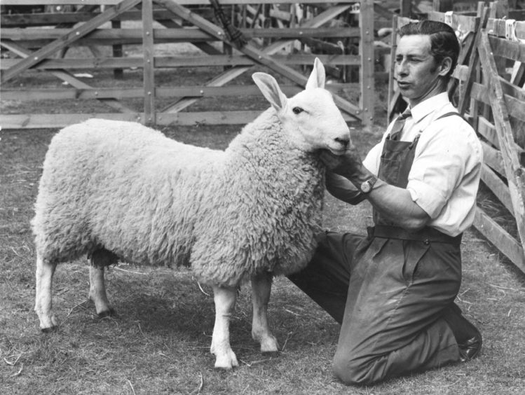 1974: The Border Leicester ram which took the champion award at Banchory