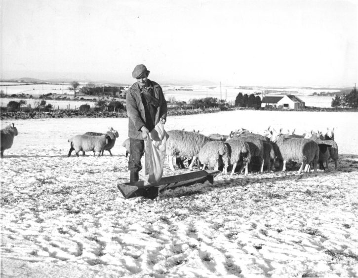 1978: Another wintry scene this time at Bogfon, Maryculter, as farmer Mr William Blackhall lays out feeding for his sheep.