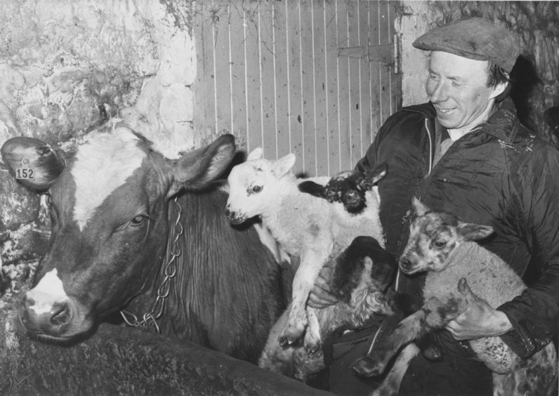 1979: An armful of mischief The missing lamb manages to get into this picture the head can just be seen peeping over the white lamb. Holding the three newcomers is Mr Anderson.