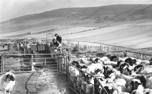 1979: Casting ewes using special pens at a farm in the Glens of Foundland, between Inverurie and Huntly.