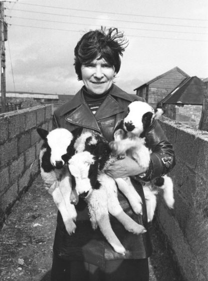 1980: A real handful of mischief for Mrs Jane Cameron, Candy Farm, Drumlithie, as she handles three lambs from her flock of 30 Jacob sheep. Mrs Cameron and her husband, William, are selling out at Candy Farm and our photographer snapped this show yesterday as the sun came out to give perfect sale conditions. The sale had been postponed from Saturday because of heavy snowfall in the area.