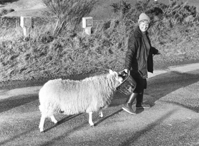 1983: Mary's not-so-little lamb hits the pall trail in the sunshine on the South Deeside Road, Maryculter, yesterday. Luring her fleecy friend along to pastures new  helped by a bucket banquet  is Mrs Mary Blackhall, Milton of Durris, Durris. And, like sheep everywhere, the rest of the flock are following along behind them