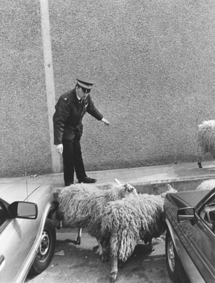 1984: Police in Aberdeen took seven sheep into custody today after they made an escape bid from a lorry in the city centre.
The seven sheep were being taken to Perth by Peter G. Barclay of Portsoy, when the driver of the lorry was forced to stop suddenly in Market Street.
The wood above the lorry cab gave way and seven of the sheep slid 12ft on to the road in Market Street.
But instead of making a clean break for it, they headed straight into the harbour board compound where colleagues of the driver helped round them up.
Mr Bob Durno, of 35 North Street, Aberchirder, said he and his friend, Eddie Christie, of 70 Forglen Crescent, Turriff, were having dinner in a café opposite the junction with Market Street and Albert Quay. They saw the accident and raced out to help.