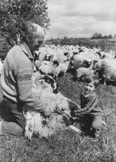 1989: Checking the sheeps feet is farmer Mr Hector Milne and his son, Euan, on their farm at Mill of Blairydrine, Durris.