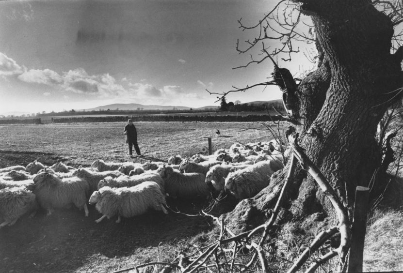 1989: Monymusk shepherd Ian Wilkie, with dog Gail, at work at Blairdaff moving Greyface gimmers on to new pastures in the early spring sunshine. The flock are due to lamb from April 1 onwards.