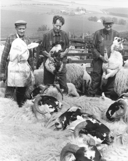 1992: Drenching their Blackface ewes and lambs at Skares farm, near Huntly, are (from left) brothers Alexander, Frank and Bob Massie.