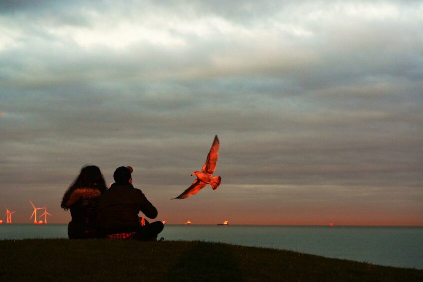 VA Nov - RediscoverABDN - Bruce Morrison - Red gulls in the sunset