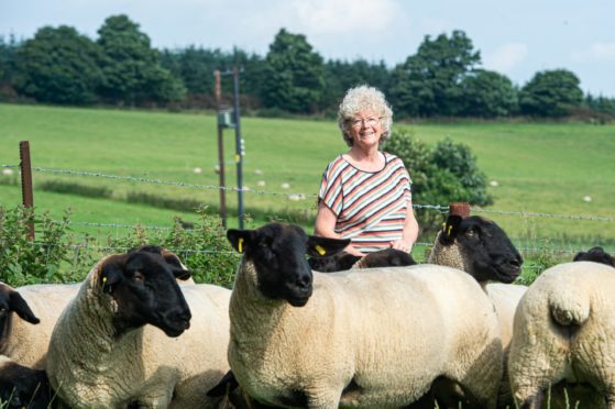 Irene Fowlie has exported some of the sheep from her Essie flock, now in its 40th year, to Georgia.