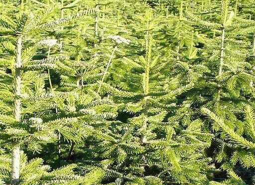 Trees at Drumsmittal Farm, the farm is among the Scottish businesses to make your home and garden ready for Christmas