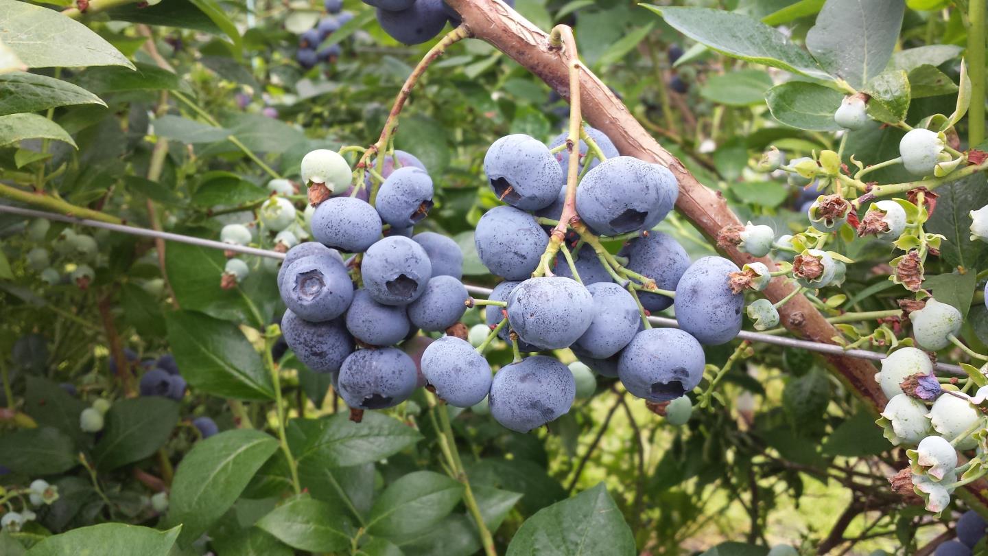 Blueberry season in Scotland at Castleton Farm