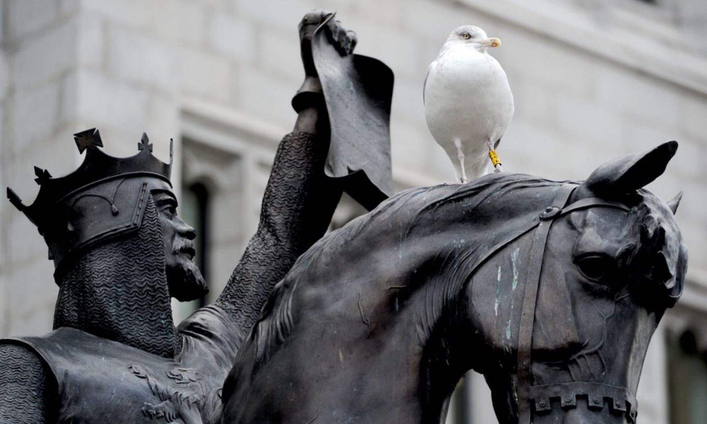 A gull perched on the Robert The Bruce statue outside Marischal College, Broad Street, Aberdeen