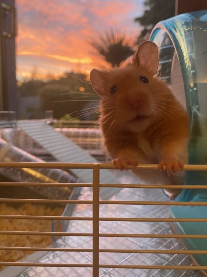 This shot is so good it could be straight out of an animation film. Hamster Walter enjoying the sunset at home in Newtonhill. A great pic from Rachael Taylor.