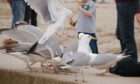 What are gulls good for, other than stealing your chips?