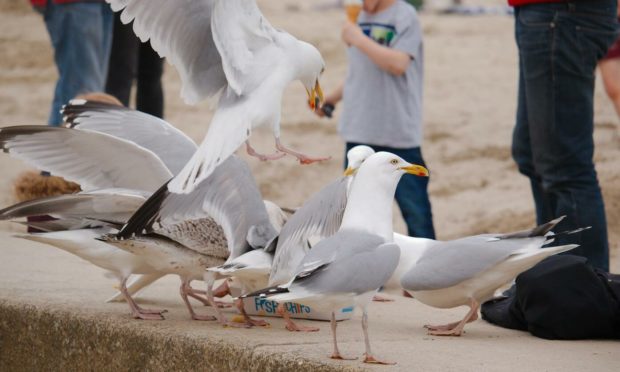Gulls are causing a stir in Aberdeen.
