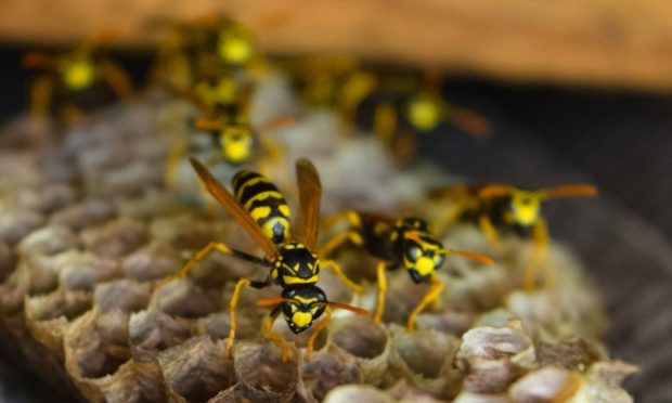 Wasps are one of the most common pests found in Moray schools. Image: Shutterstock
