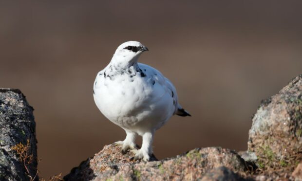 Ptarmigans turn white in winter in order to camouflage themselves in snow - even if there is no snow to be found (Photo: Giedriius/Shutterstock)