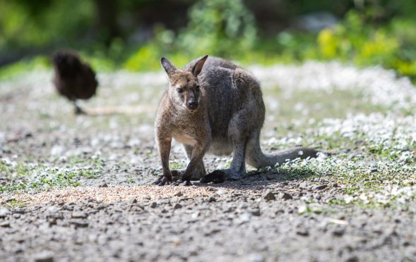 A wallaby, similar to Eddie who has gone missing in Aberdeenshire. Picture from Shutterstock