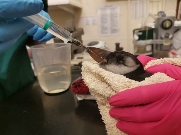 Some of the puffins have been found alive and taken to local vets.