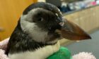 Dead puffins have been washing up across Orkney, Shetland and the north east coasts of Scotland.