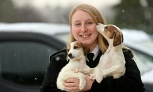 Scottish SPCA inspector Alexandra Campbell with two lurcher cross puppies from a litter of 14 whose mum was brought in as a stray to the rehoming centre at Drumoak. Picture by Kath Flannery.