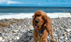 A cocker spaniel enjoying a walk over the beach. Picture by Susan Smith