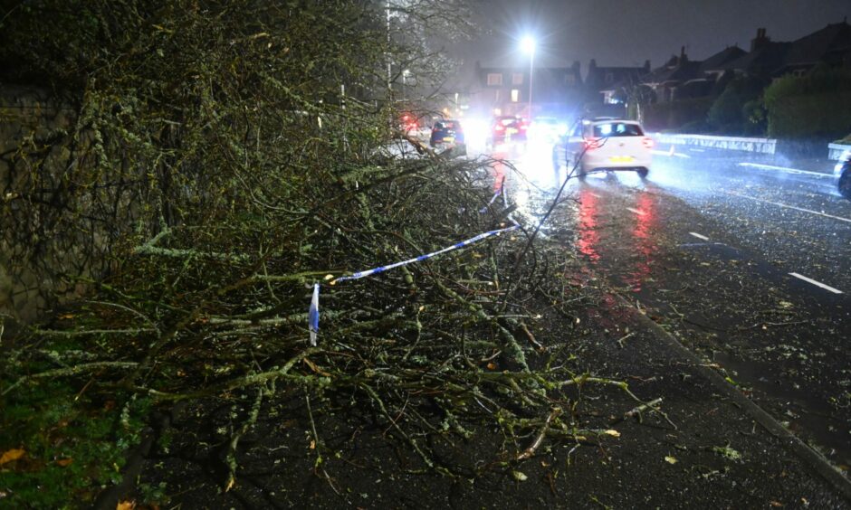 A fallen tree taken down by the storm
