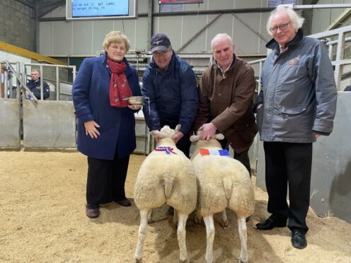 The overall prime lamb champions from Stainland and Sibmister Farms, with sponsors Nona Mackay, Stephen and Kenny Sutherland, and Murray Lamont, Mackays Hotel, Wick.