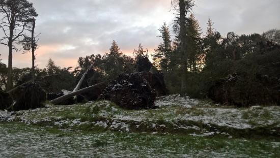 Storm Arwen damage at Hazlehead.