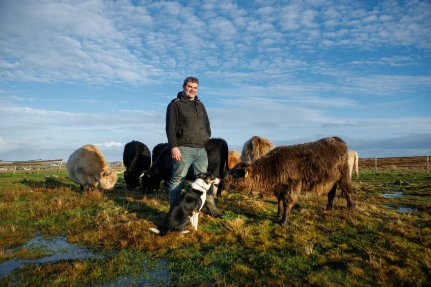 Domhnall Macsween in the countryside with a dog and some cattle