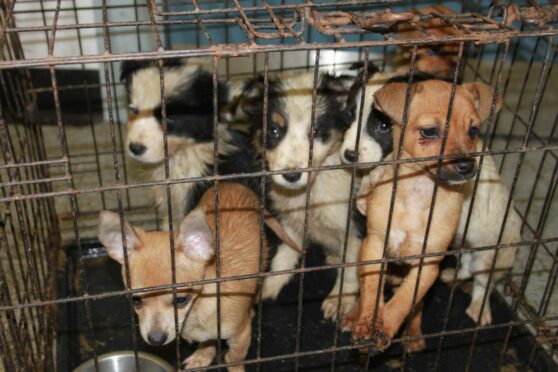 Illegal puppy farms are taking away pups' chances at life.