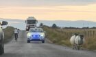 Police stop traffic while sheep walk on the road.