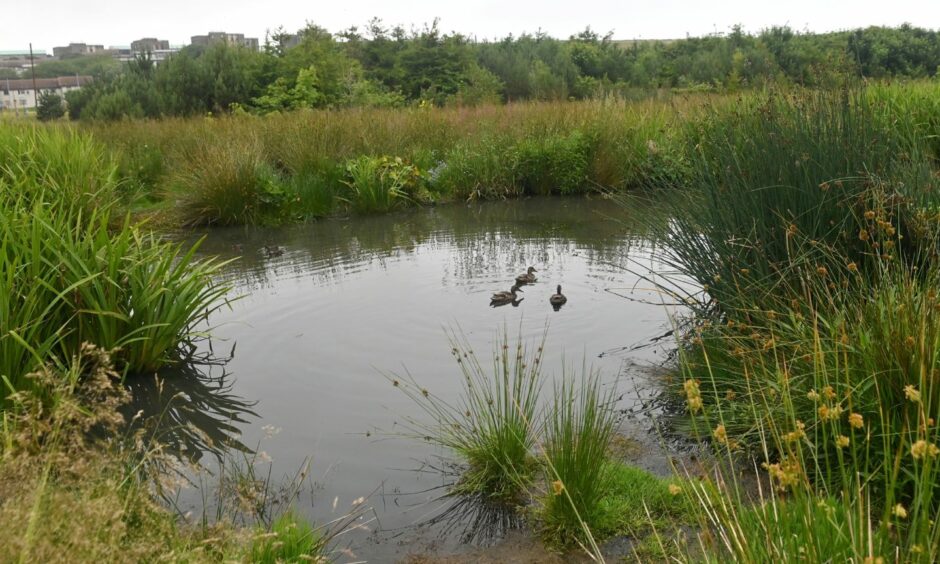 The award-winning wetlands in St Fittick's Park could be at risk if the ETZ goes ahead on the Torry site. Photo by Kath Flannery/DCT Media