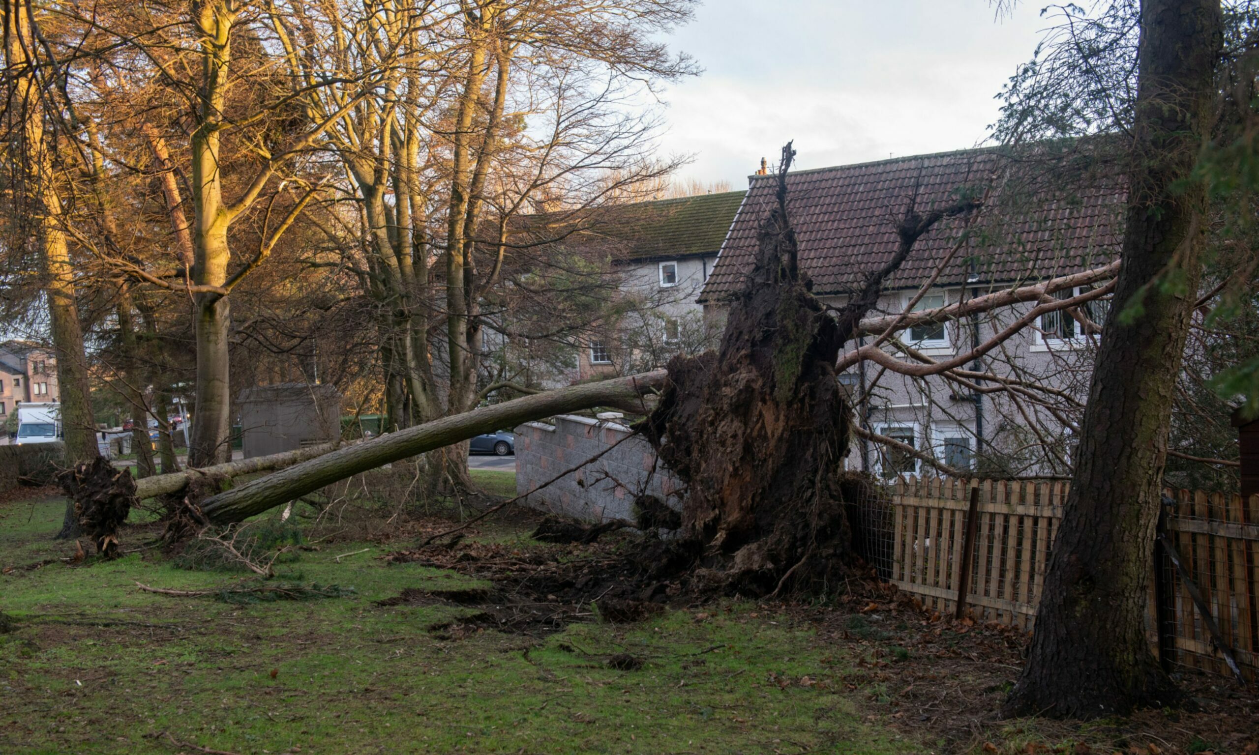 Another tree in nearby Carnie Drive, part of the damage caused by Storm Arwen. Picture by Kath Flannery/DCT Media.